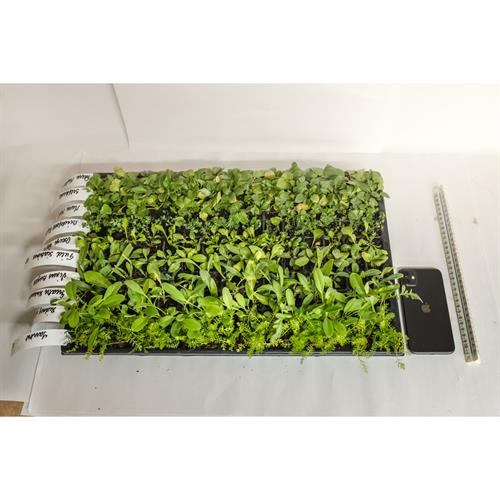 John Chambers Spring Flowering Wildflower Plug Plants Wildflower Plug